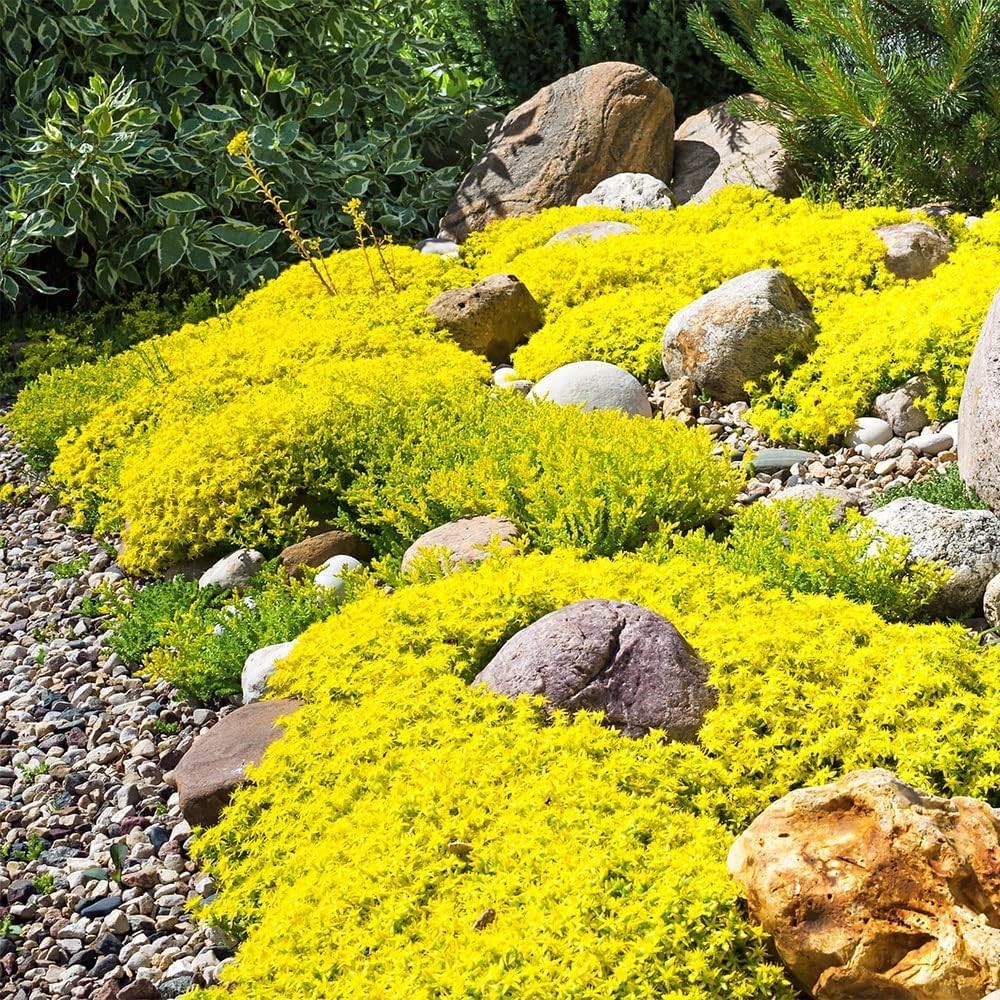 6000+ Creeping Thyme Seeds Non-gmo Heirloom Perennial Mixed Ground Cover