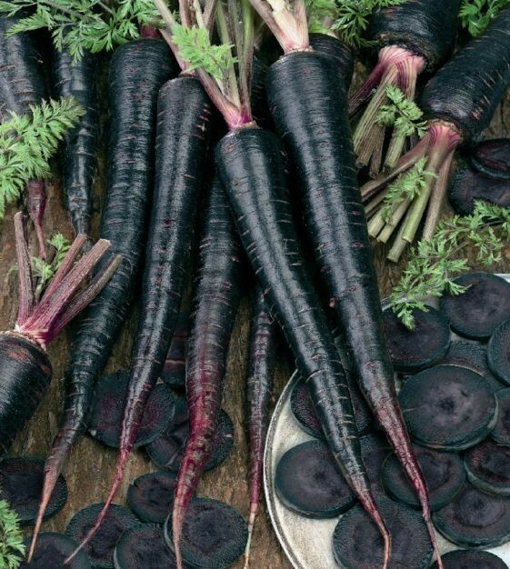 200 Black Nebula Carrot Heirloom Seeds Non-GMO, growing in USA Free Shipping