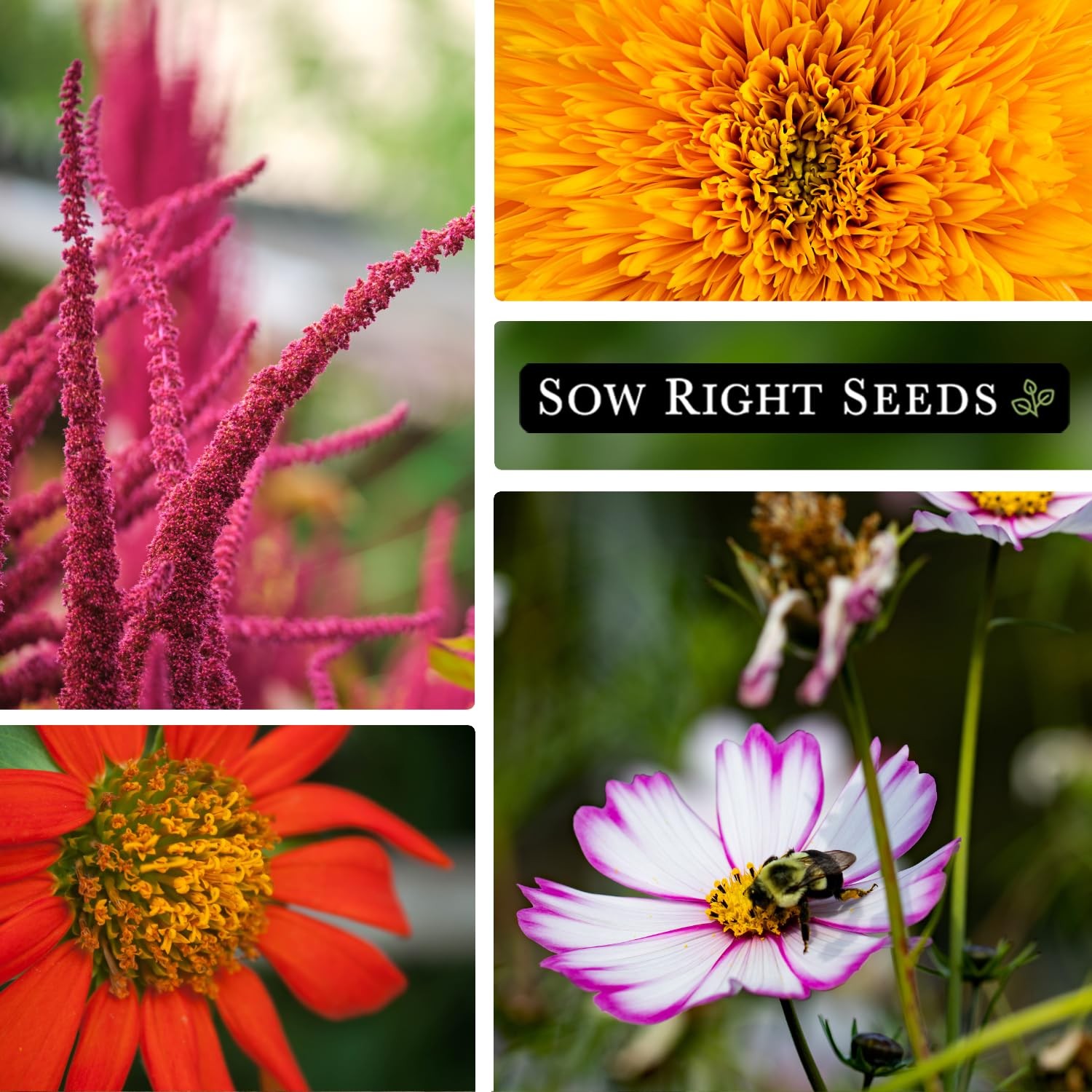 – Large Flower Farm Collection for Planting – Zinnias, Sunflowers, Daisies, C…