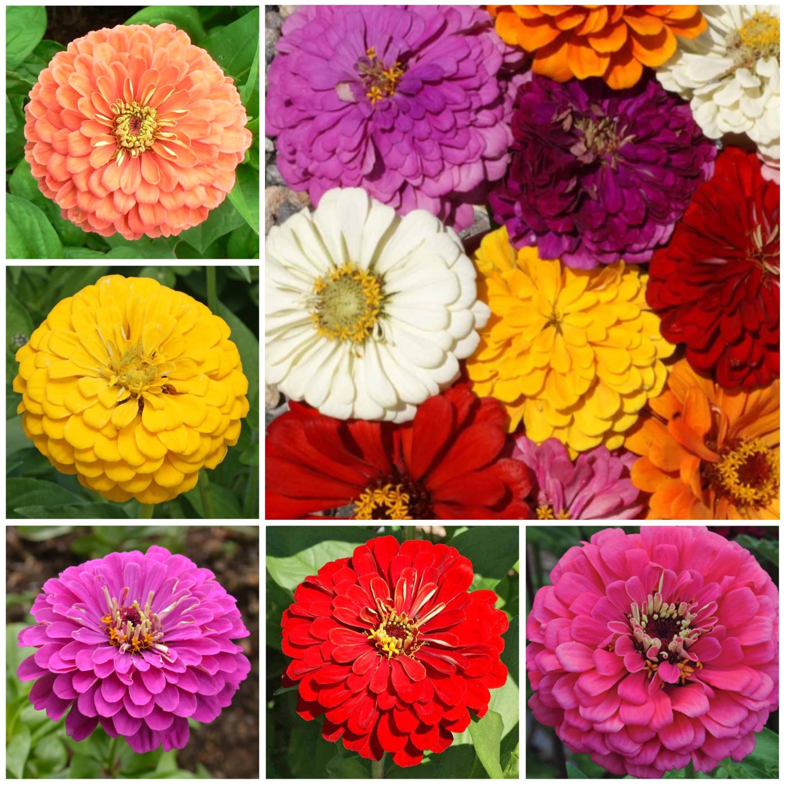Seed Needs Zinnia Seeds California Giants Variety | 5,000+ Heirloom Mixed