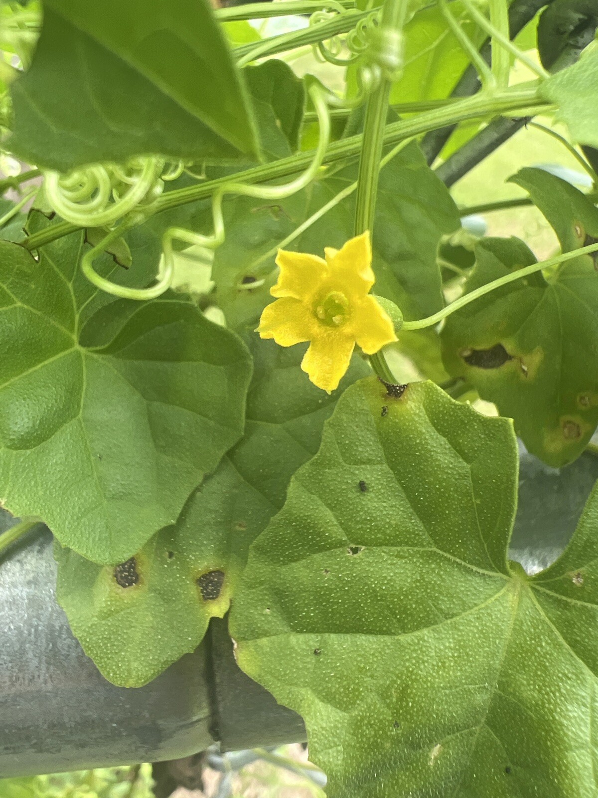 Creeping Cucumber – 30 seeds – Melothria pendula