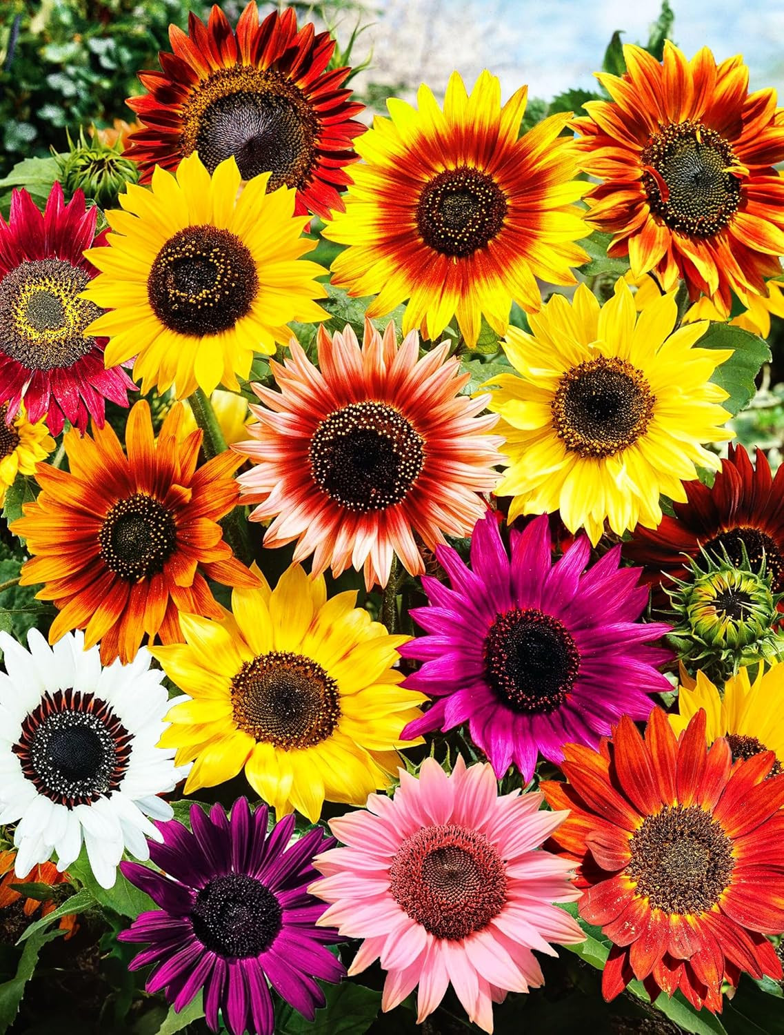 150 Pcs Sunflower Seeds for Planting – Plant Grow Beauty Mix Color Yellow Purple