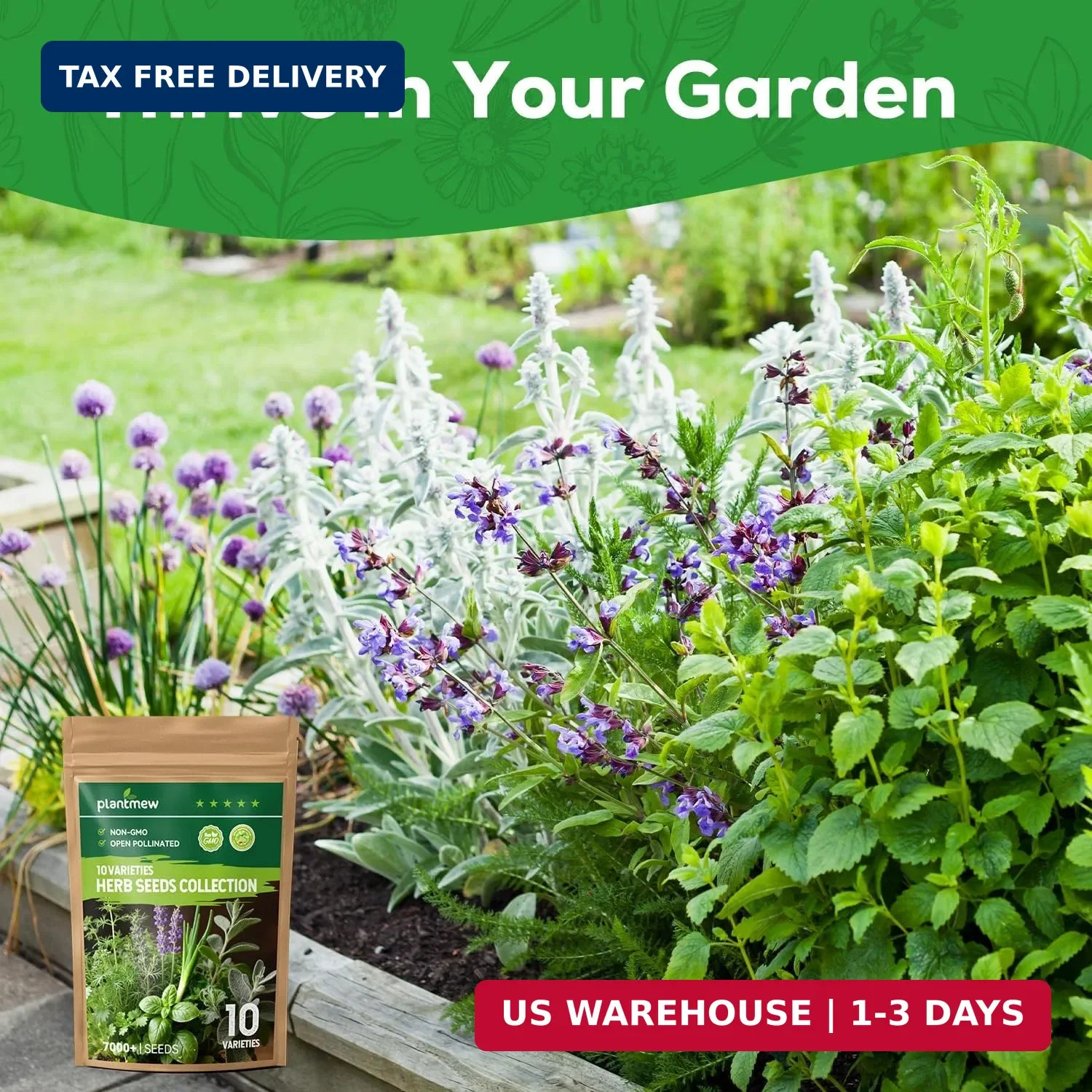 10 Herb Seeds Variety Pack – 7,000+ Heirloom Seeds – Basil, Cilantro, Lavender,