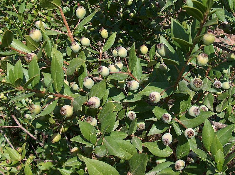 True White Sweet Myrtle (Myrtus communis L.) 25 Seeds (012)
