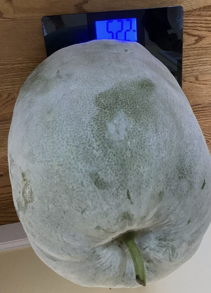 30+ WAX GOURD Winter Melon Dong gua Seeds , Harvested From Over 50Lbs Old Melons