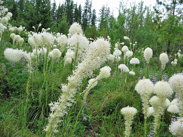 Xerophyllum tenax | Beargrass | 100 Seeds
