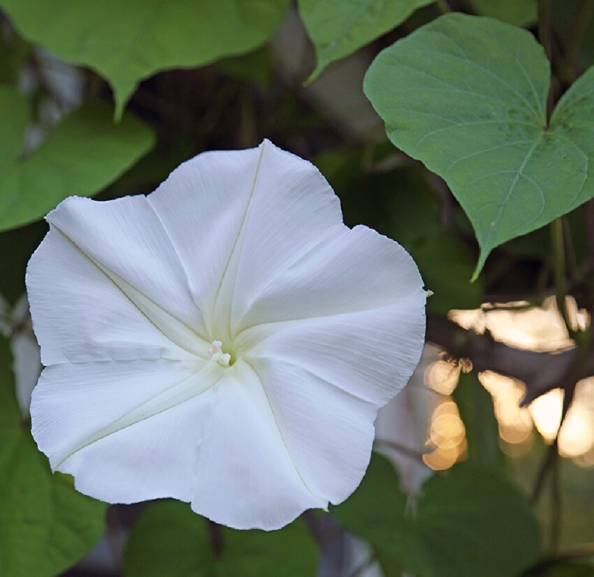 Morning Glory Seeds Moonflower 50 Ipomoea Seeds