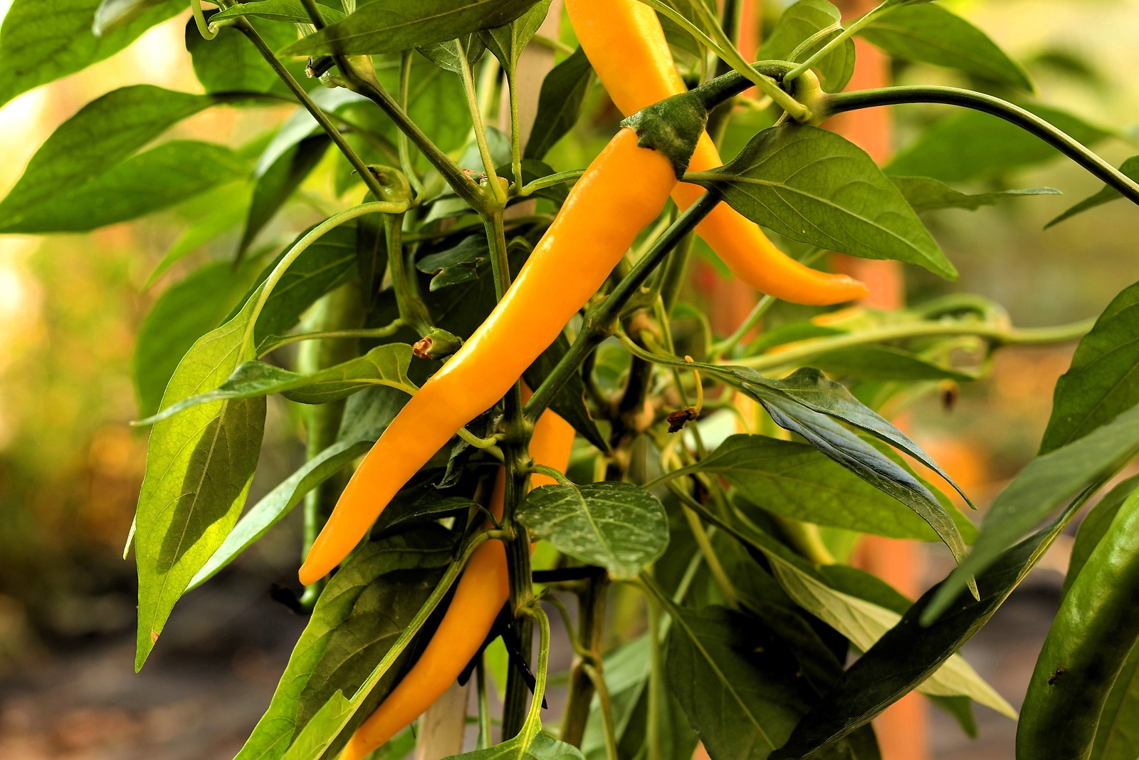 50 GOLDEN CAYENNE PEPPER Yellow Capsicum Annuum Vegetable Seeds