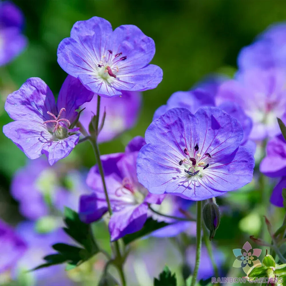 25+ Waterer’s Blue Geranium Seeds for Garden Planting – USA – FREE SHIPPING!