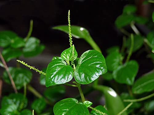 1000+ Crab Claw seeds,Hạt Giống rau càng cua ,peperomia pellucida