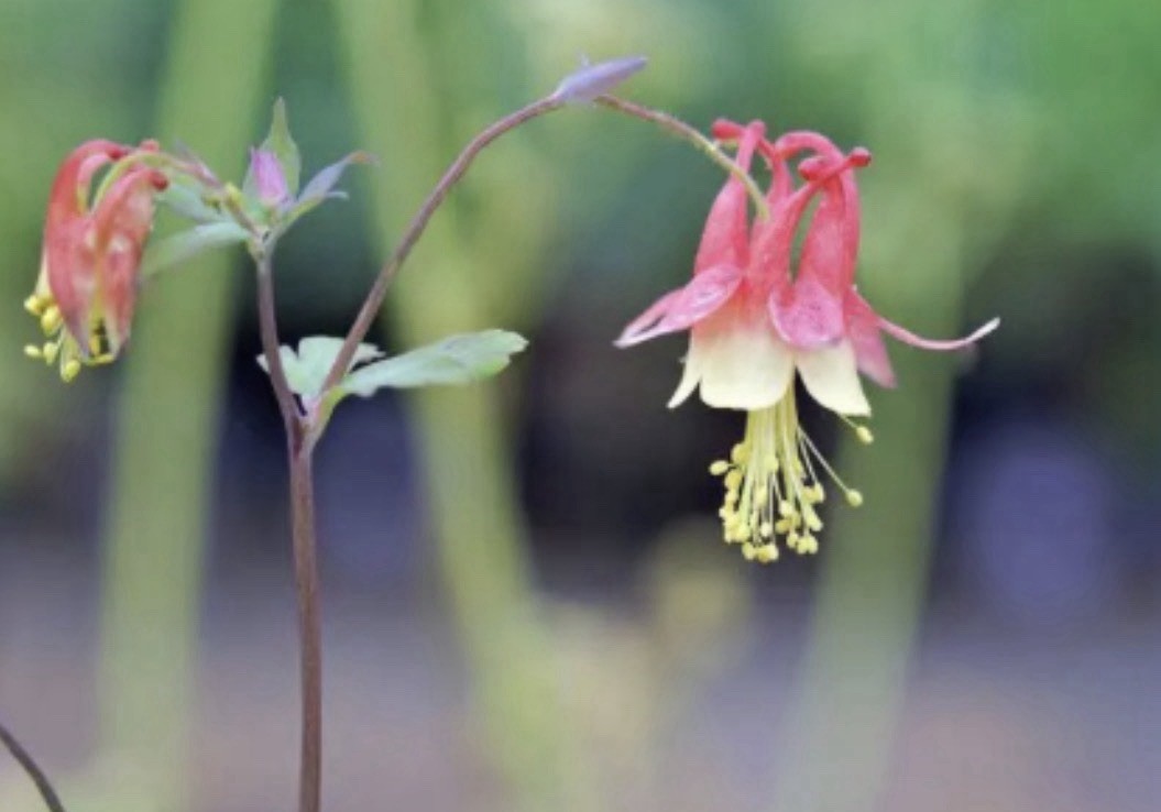 Eastern Red Columbine Aquilegia Canadensis Seeds 50+ Pack