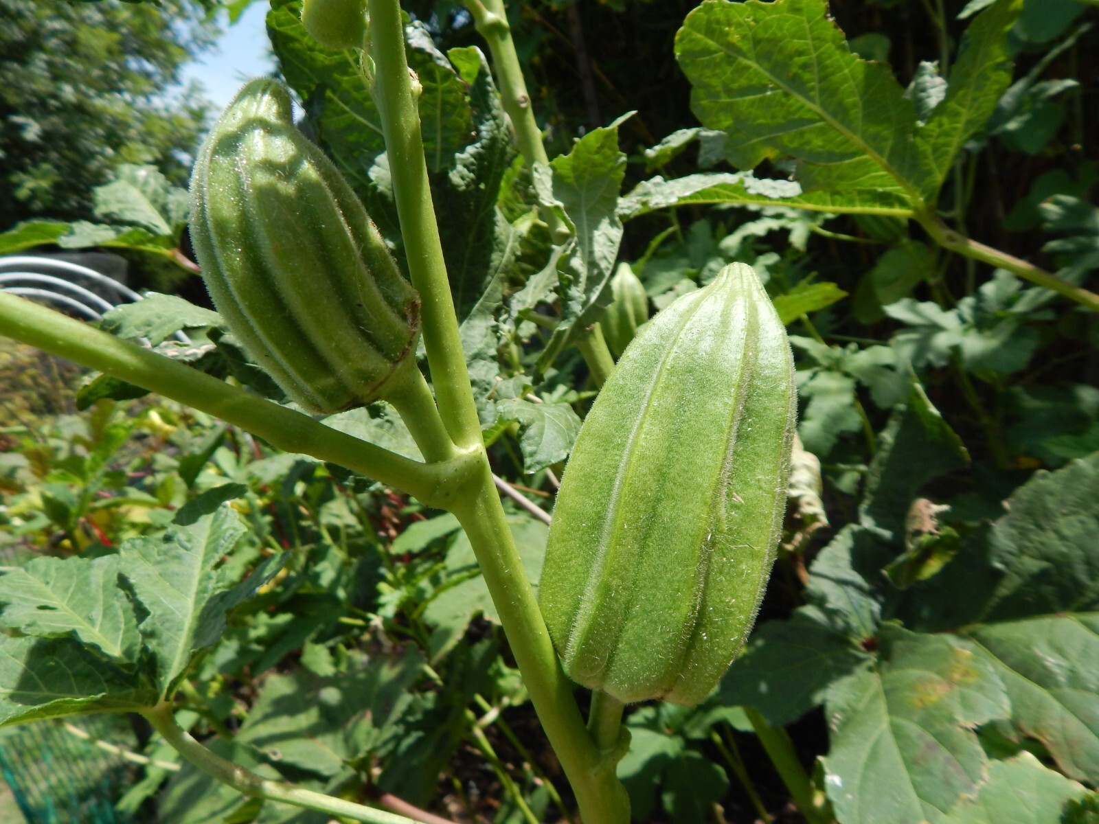 “BIG OKRA” – 25 Fresh Seeds “The Star of David” aka Old Fashioned Okra Heirloom