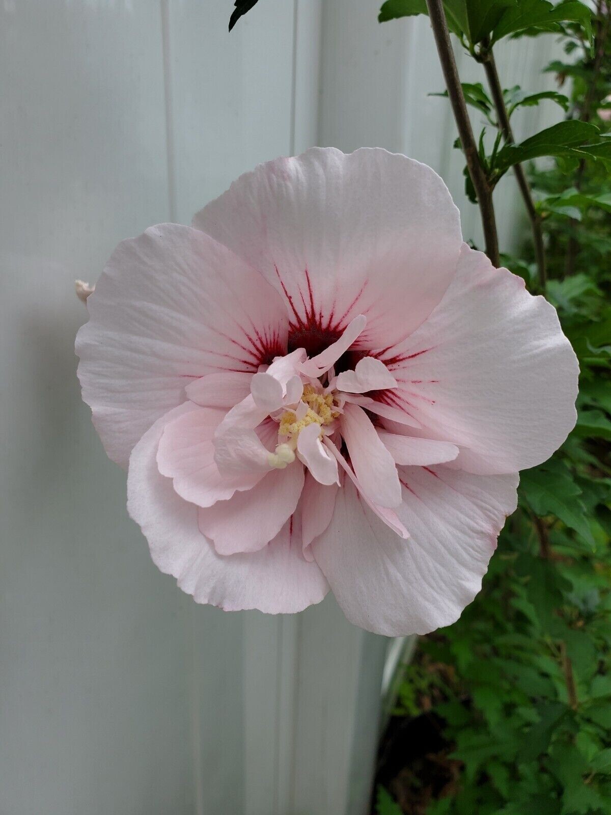 New 15 Pink Rose Of Sharon Seeds Plants Summer Flowers Perennial