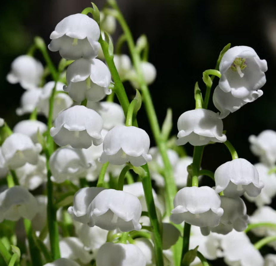 Lily of the Valley – 20 Fresh Roots – Ready for Planting – No Shipping AK,HI,PR