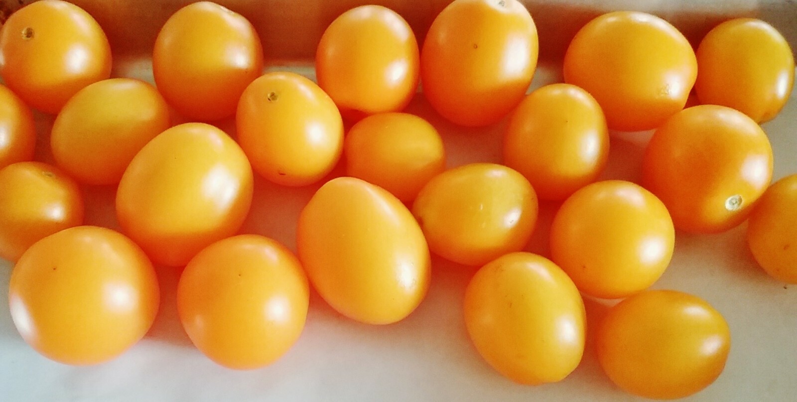 Little Tom Red or Yellow cherry tomato seeds/ NON GMO/ Open Pollinated/Heirloom