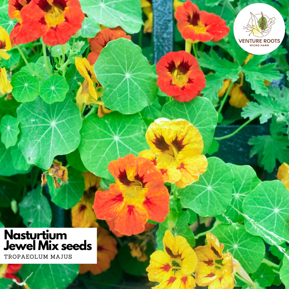 Nasturtium Seeds – Jewel Mix | Edible Flowers, Annual, Non-GMO, Open-Pollinated