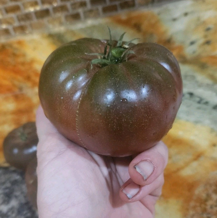 Russian Black Krim Tomato Seeds (30) / Organic / DELICIOUS / Rare