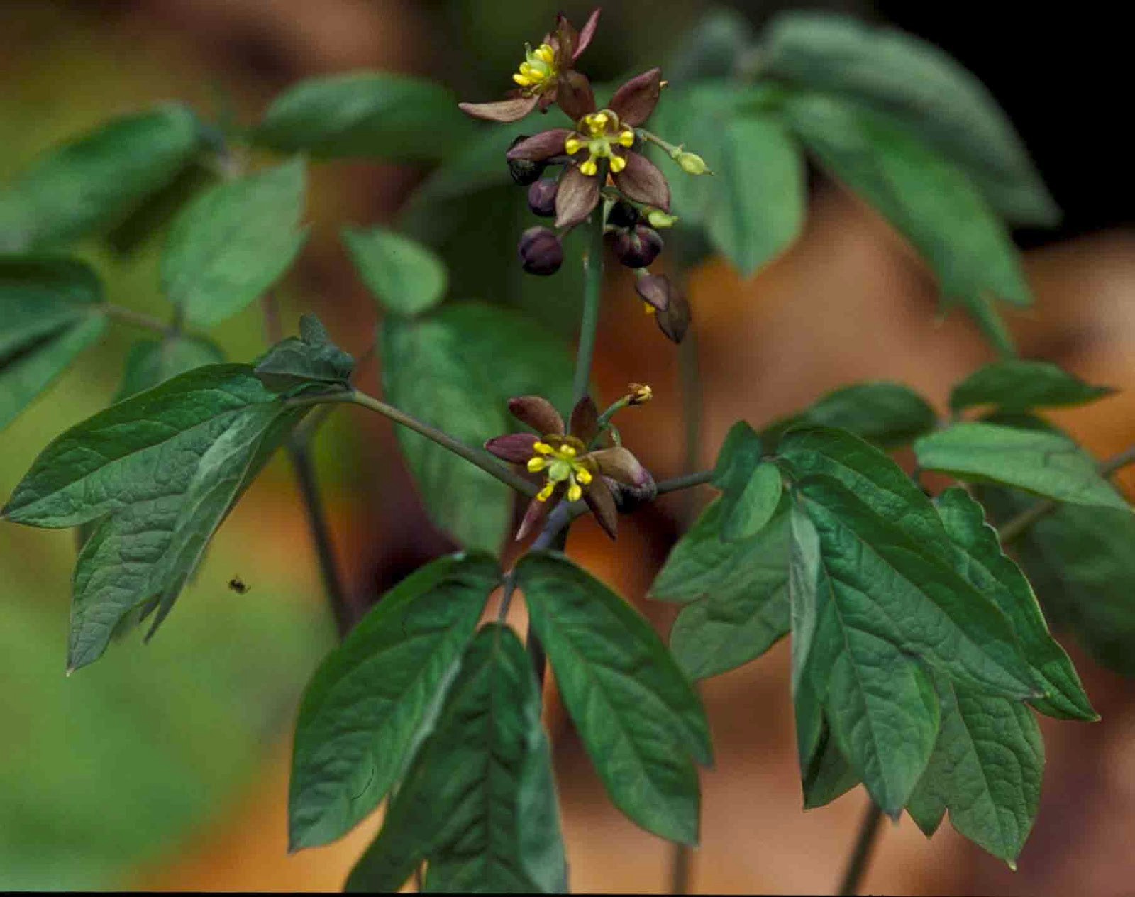 1 Blue Cohosh Bare Root Plant: Woodland Garden Perennial – Winter Hardy