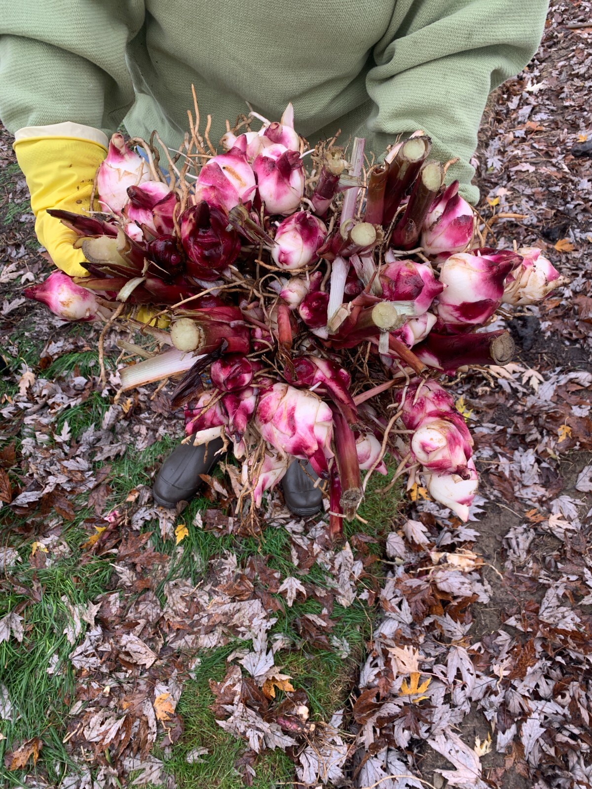 Very RARE – GIANT RED KING CANNA BULBS 8-12 FEET TALL, (10) Bulbs Ready to Plant