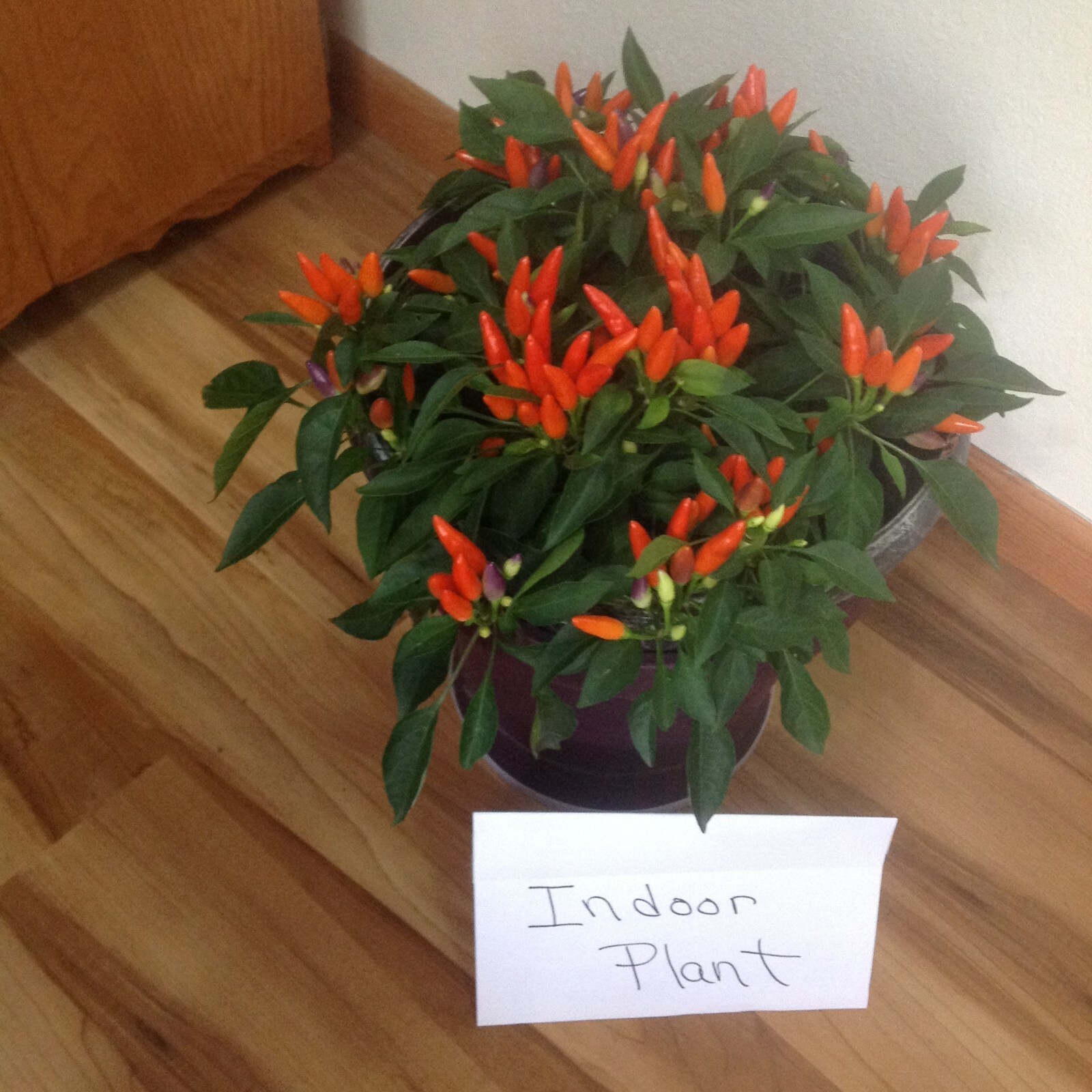 HUGE NEW SEED “Acapulco Orange Delight” Ornamental Pepper SEEDS Spicy 25 ct.