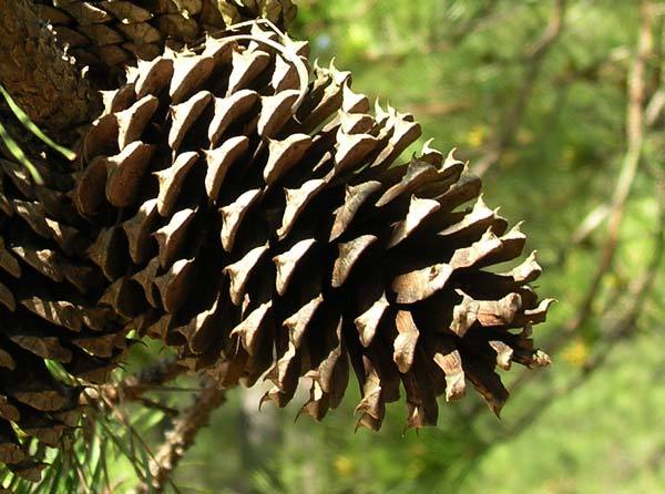 Loblolly Pine, Pinus taeda, Tree Seeds