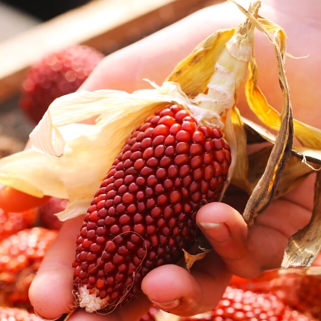 Strawberry Popcorn Seeds | Red Popping Mini Cherry Ornamental Corn Seed For 2025