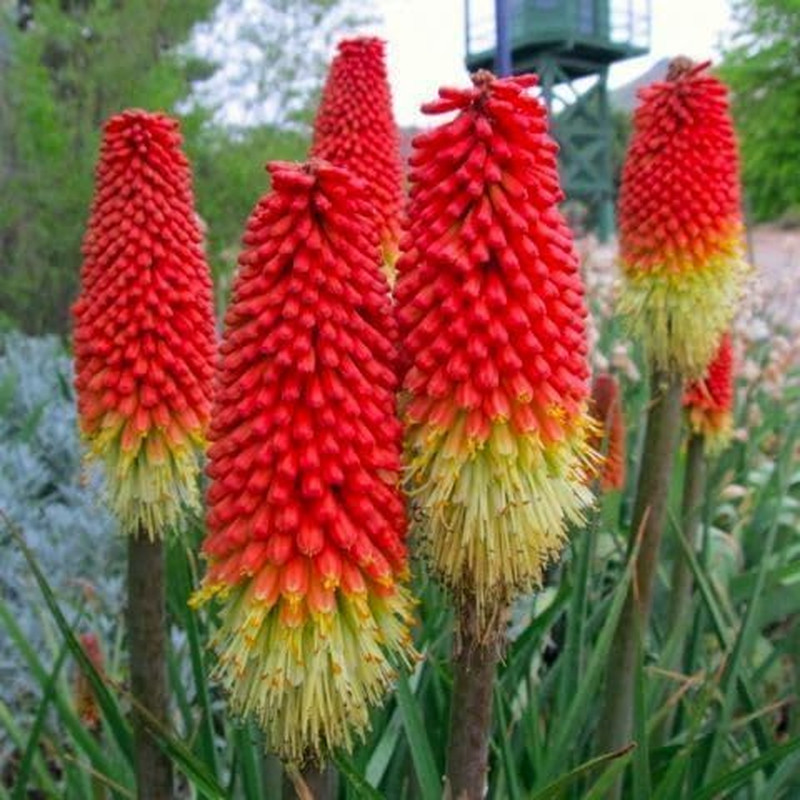 Seeds Kniphofia Red Hot Poker 80 Seeds Torch Lily Poker Plant Flame Flower Rocke