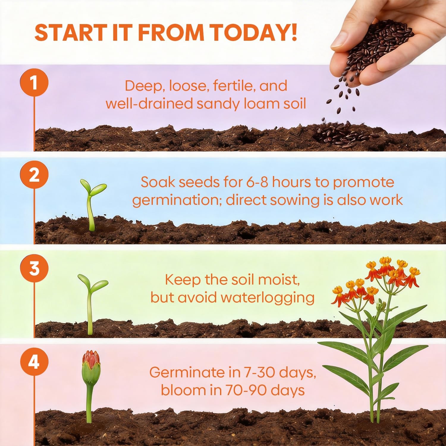 Milkweed Seeds for Planting Attract Monarch Butterflies NonGMO Pack of 5