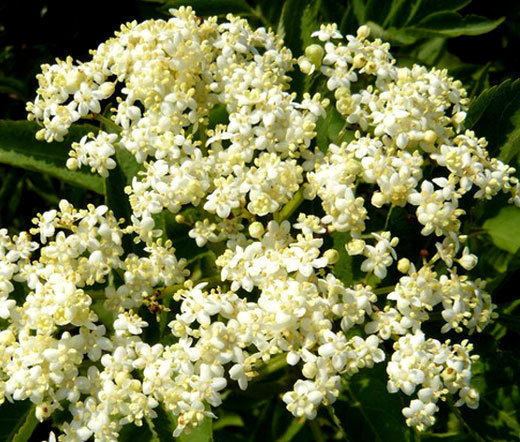 BUTTERFLY WEED WHITE Asclepias Incarnata – 200 Bulk Seeds