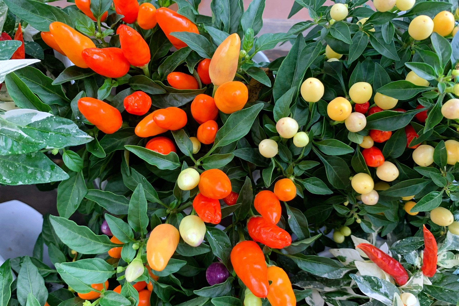 1000 Pcs Five Color Pepper Seeds Ornamental Hot Chili Heirloom Vegetable Garden