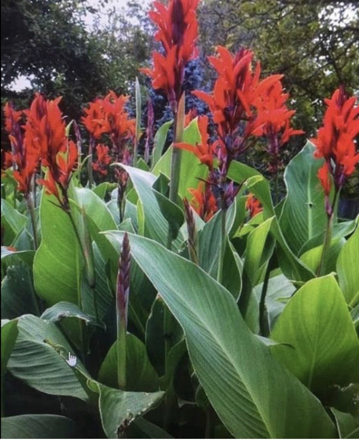 Eight Red King Humbert Canna Lily Bulbs Rhizomes. Grow To Be 6-8 Feet Tall