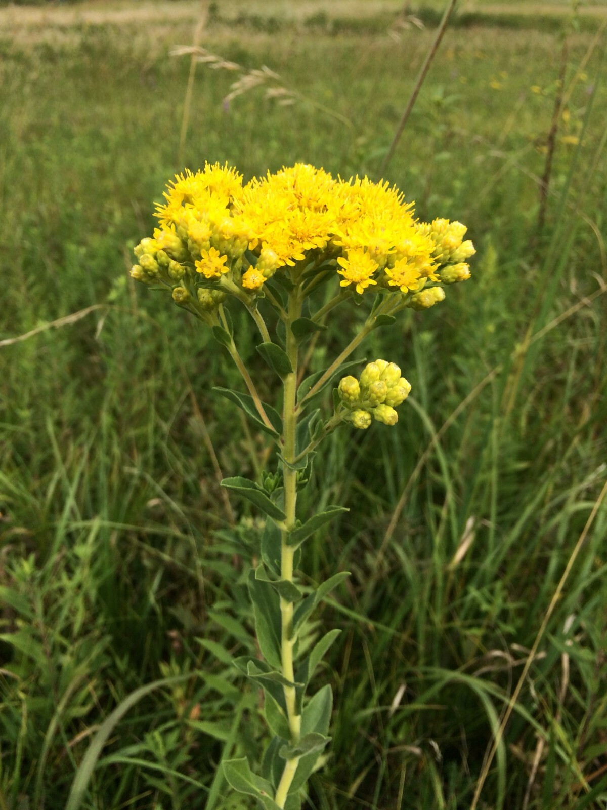 100+STIFF GOLDENROD Seeds Native Wildflower Drought Heat Cold Autumn Flowers