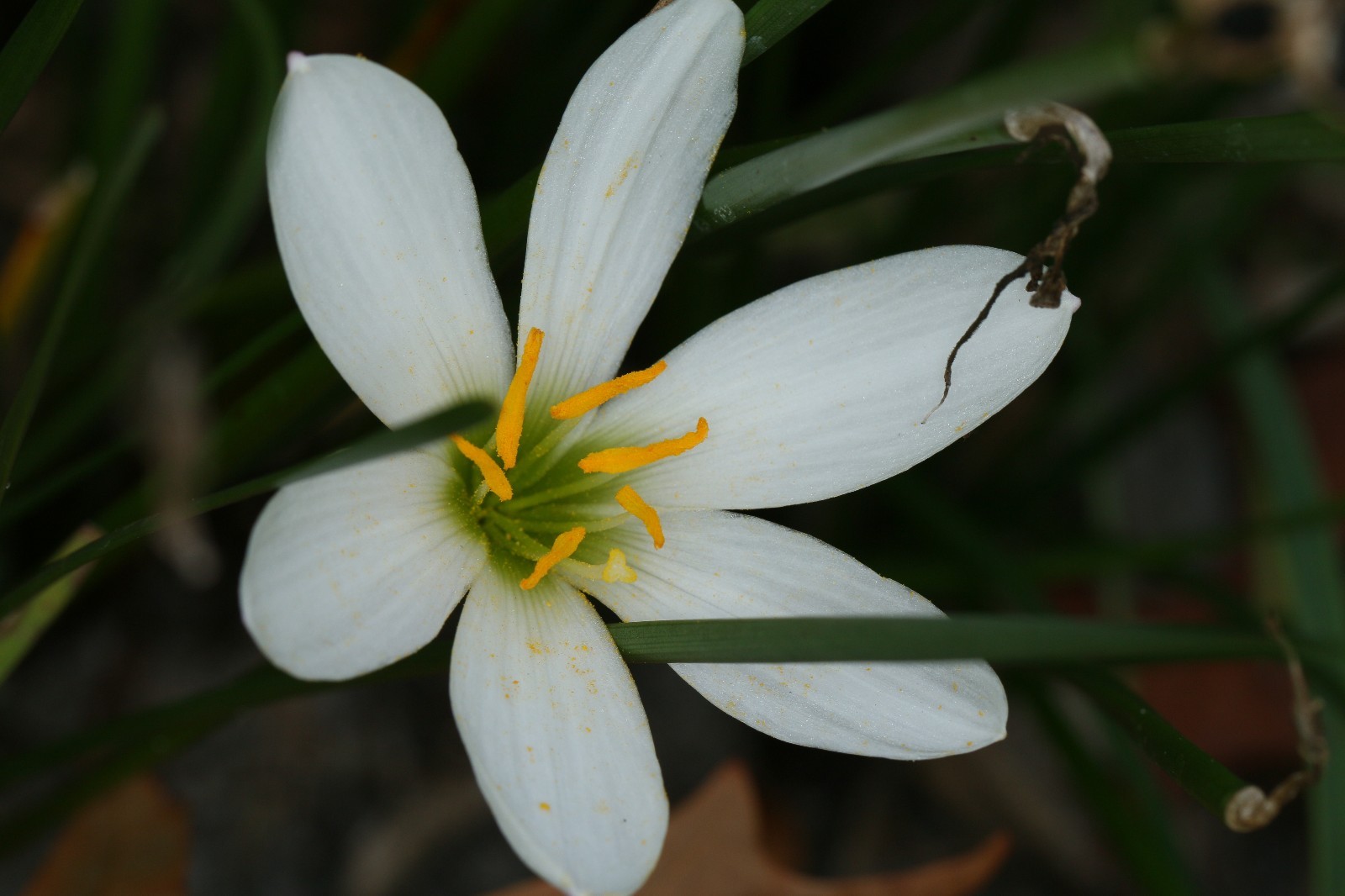 Rain Lily, Zephyranthes Candida Major wide cup-shape petals, 2 bulbs, habranthus