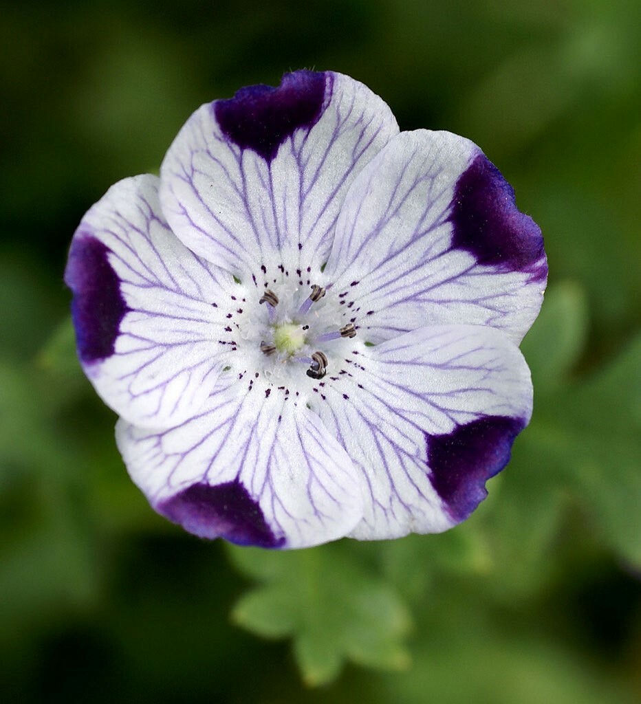 Nemophila maculata | Baby Blue Eyes | Fivespot | 50_Seeds