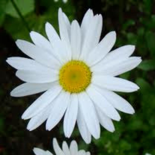 SHASTA DAISY SEEDS, 100 Seed, Chrysanthemum Maximum, Perennial, Heirloom