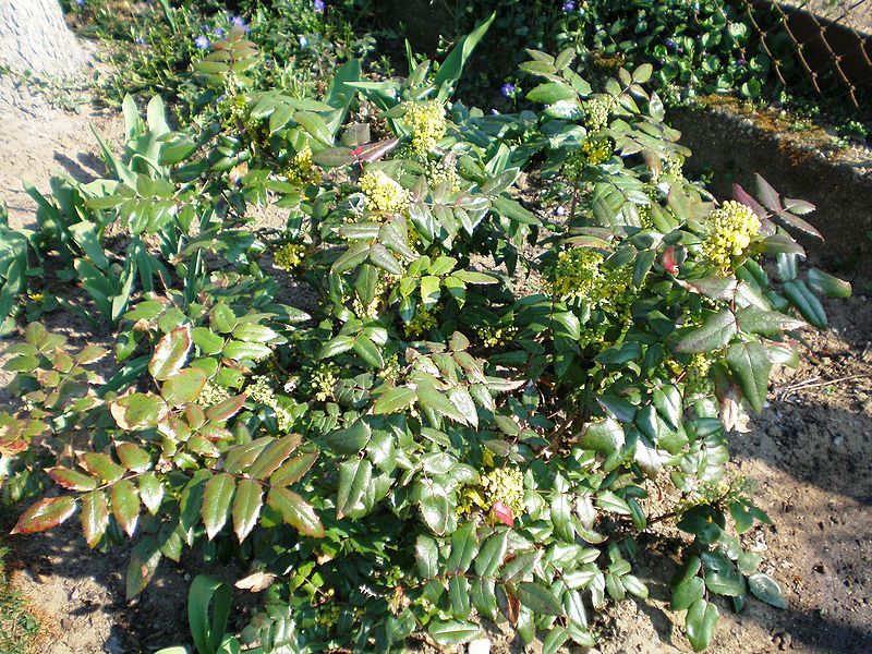 Oregon Holly Grape, Mahonia aquifolium, Shrub Seeds (Edible, Hardy, Showy)