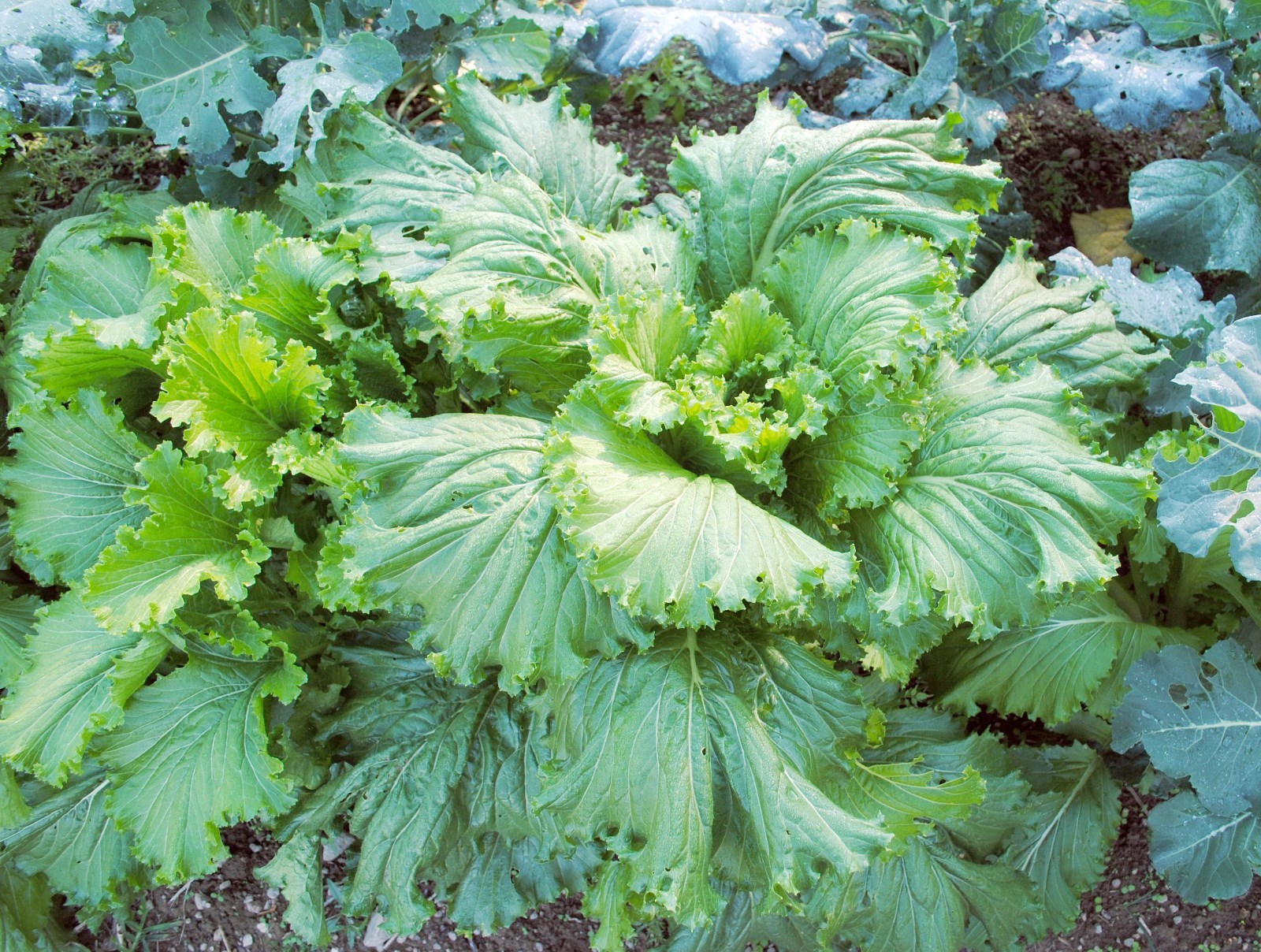 600+MICHIHILI Cabbage Seeds Organic Asian Spring Fall Vegetable Garden Container