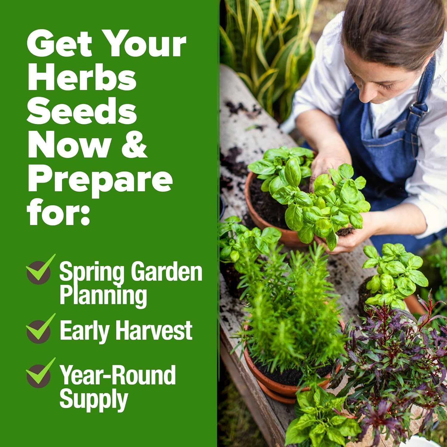 30 Herb Seeds Culinary Variety Pack 10900+ Heirloom Non GMO Indoor Outdoor Hydro