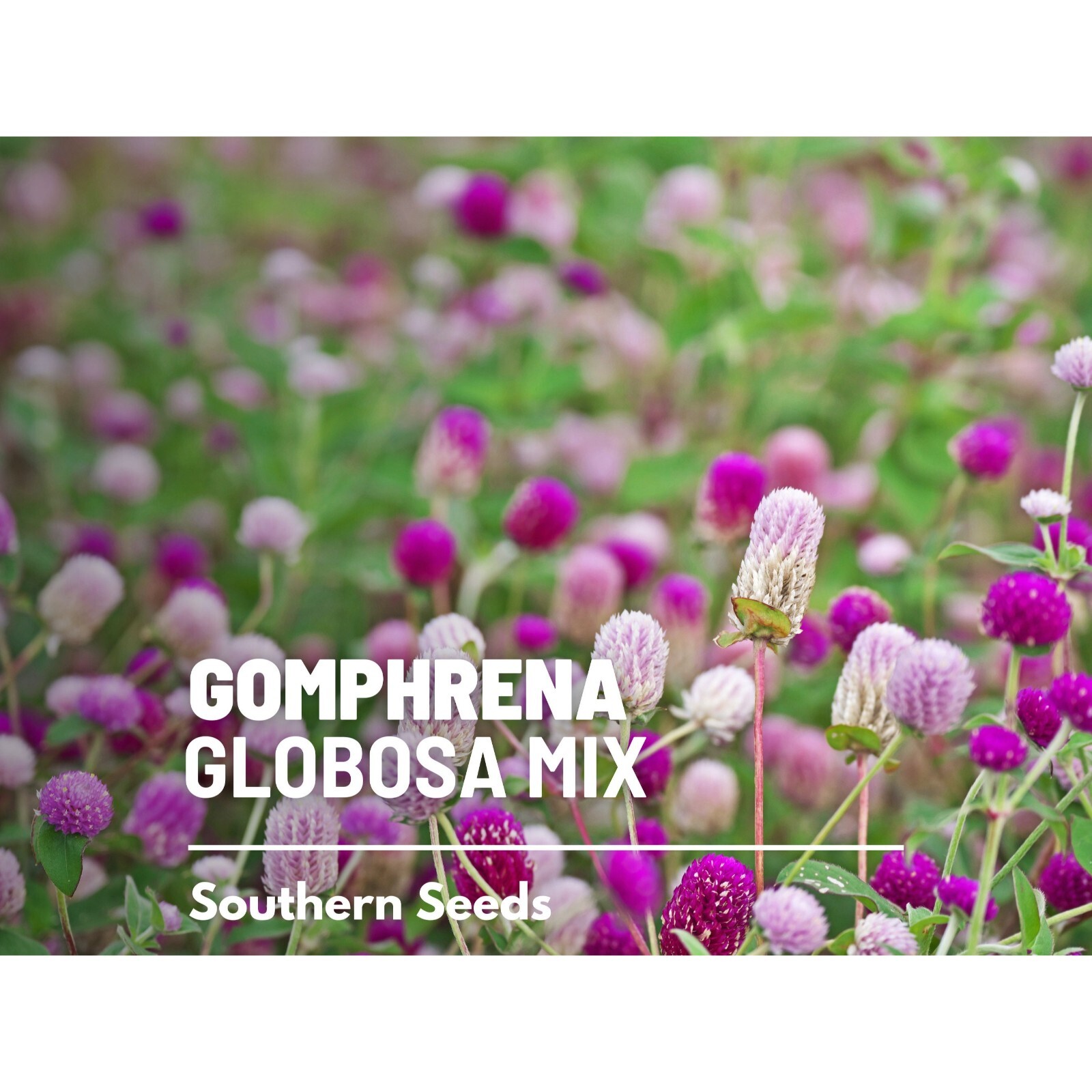 Gomphrena, Globosa Mix – 50 seeds – Heirloom Flower (Gomphrena globosa)