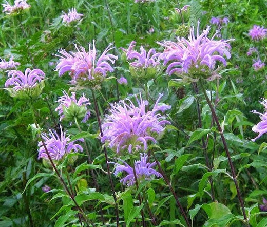 BERGAMOT WILD BEE BALM Monarda Fistulosa – 500 Seeds