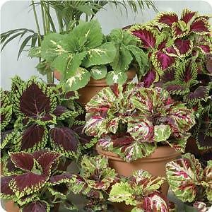 Coleus Kong Mix Empire 100 seeds