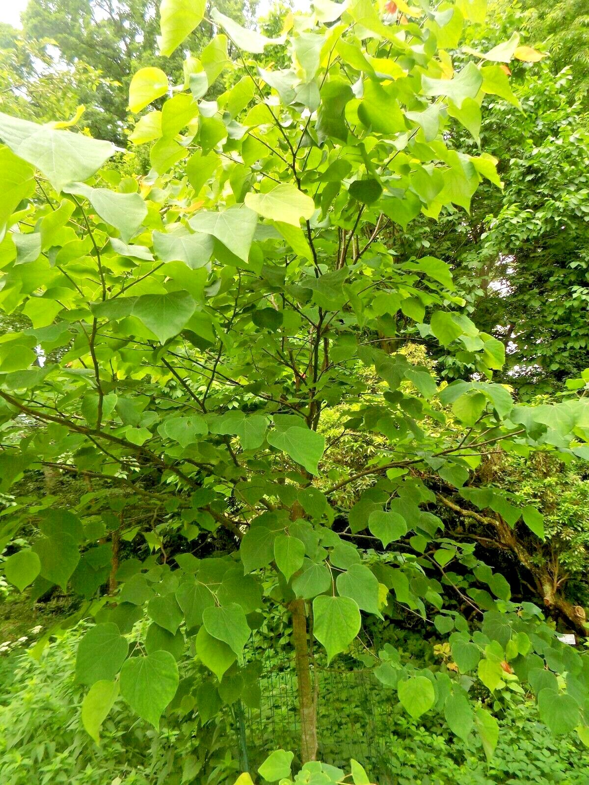 20 APPALACHIAN RED REDBUD SEEDS – Cercis canadensis ‘Appalachian Red’