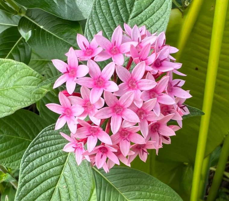 Set 2 Starburst Pentas Plant – 4-8″ Tall – Colorful Flowering Pollinator Plant