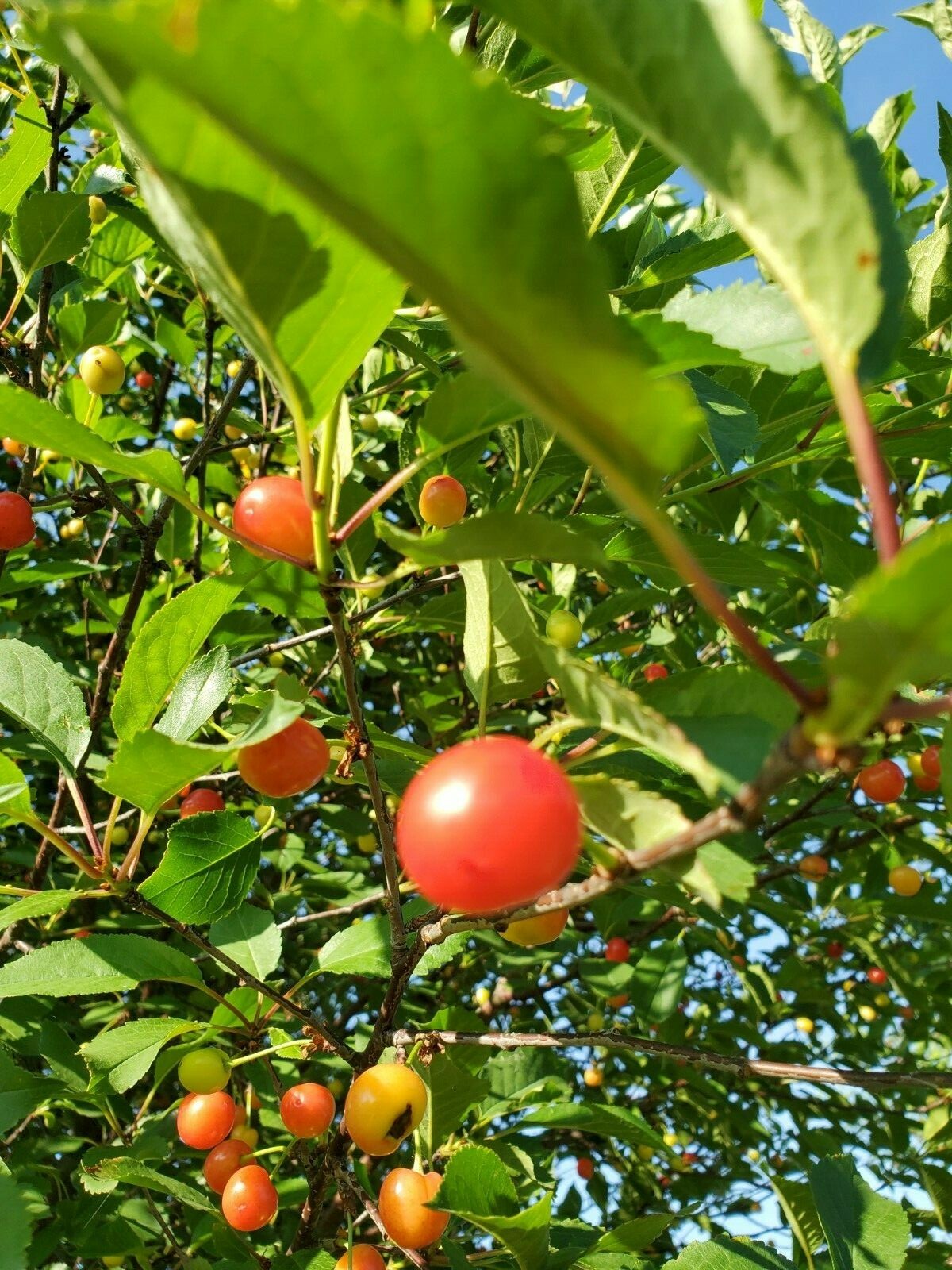 Cherry Tree Seeds |Montmorency Sour Cherry NON-GMO | Missouri Orchard | 30 seeds