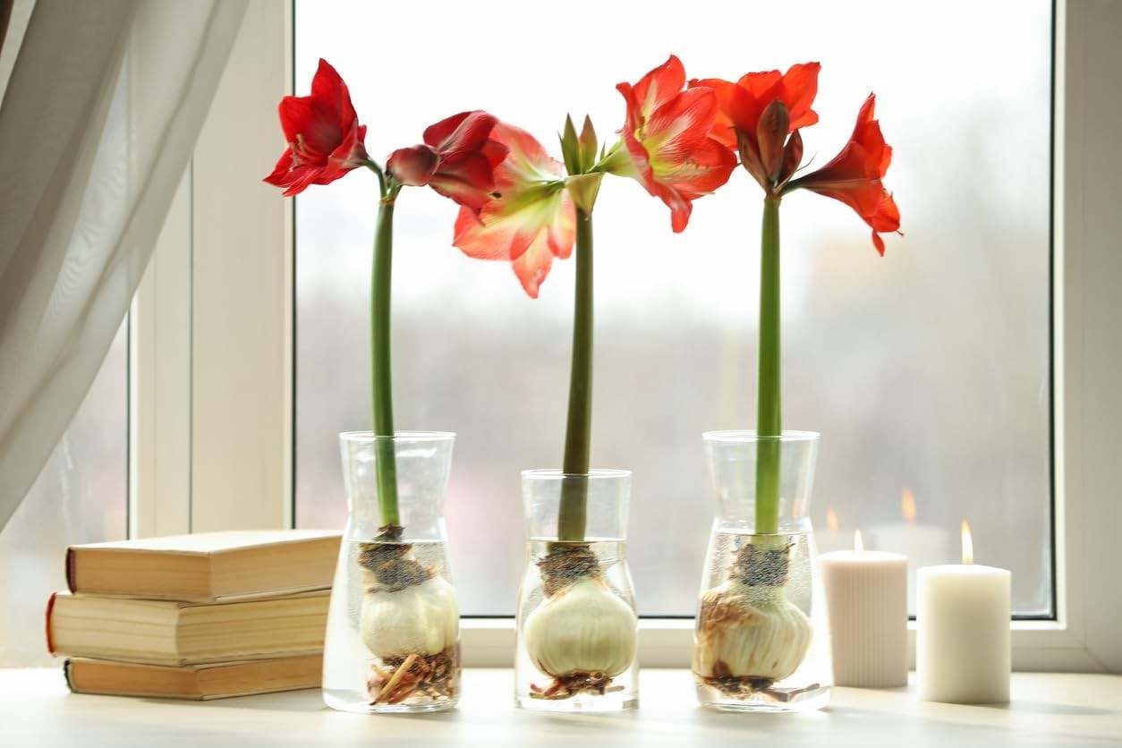 Ferrari Amaryllis – Large Red Bare Root Bulb – 28-30 cm – 1-2 Stems with Up t…