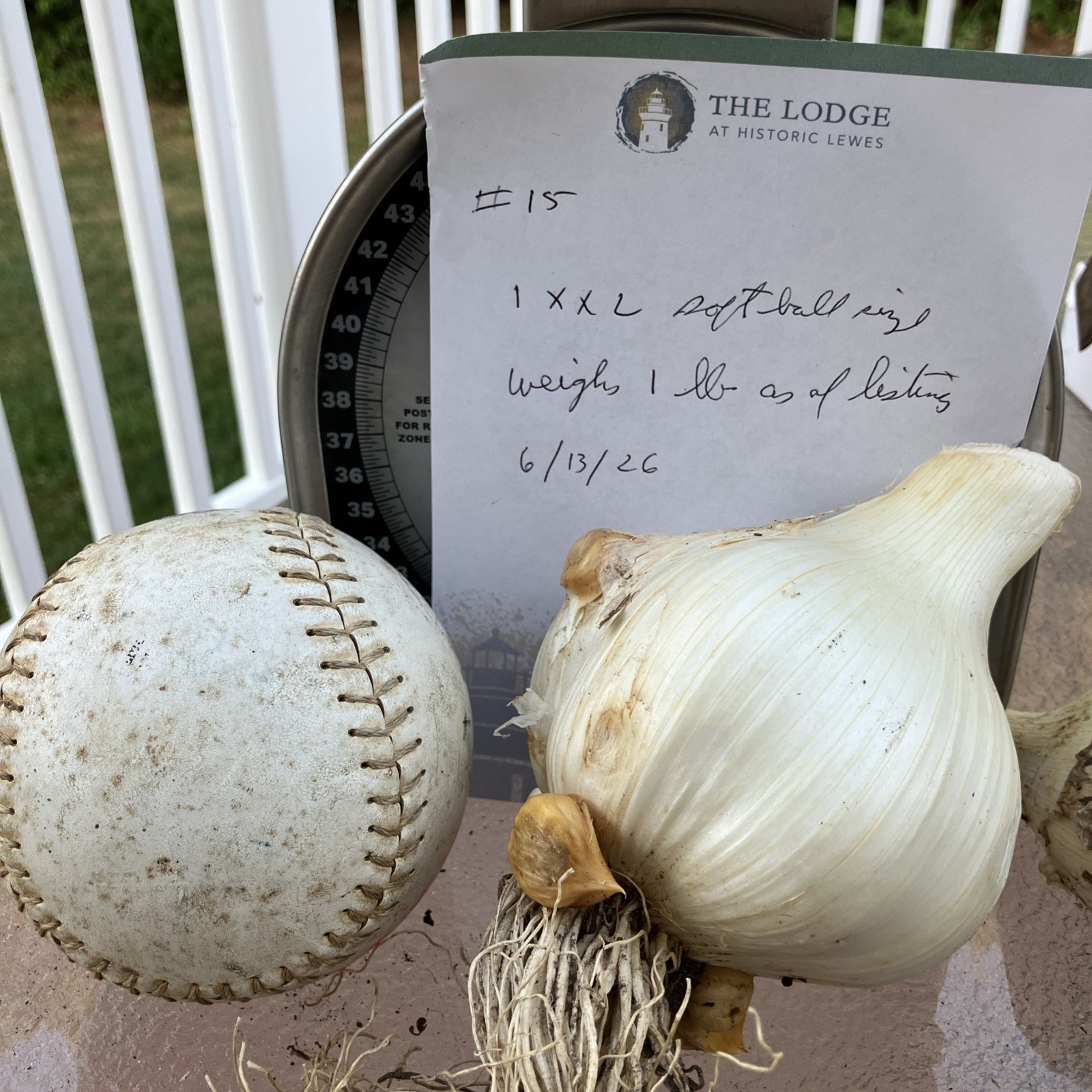 Fresh Pulled Elephant Garlic- Great To Cook/ Plant 1 XXLarge Softball Size Bulb