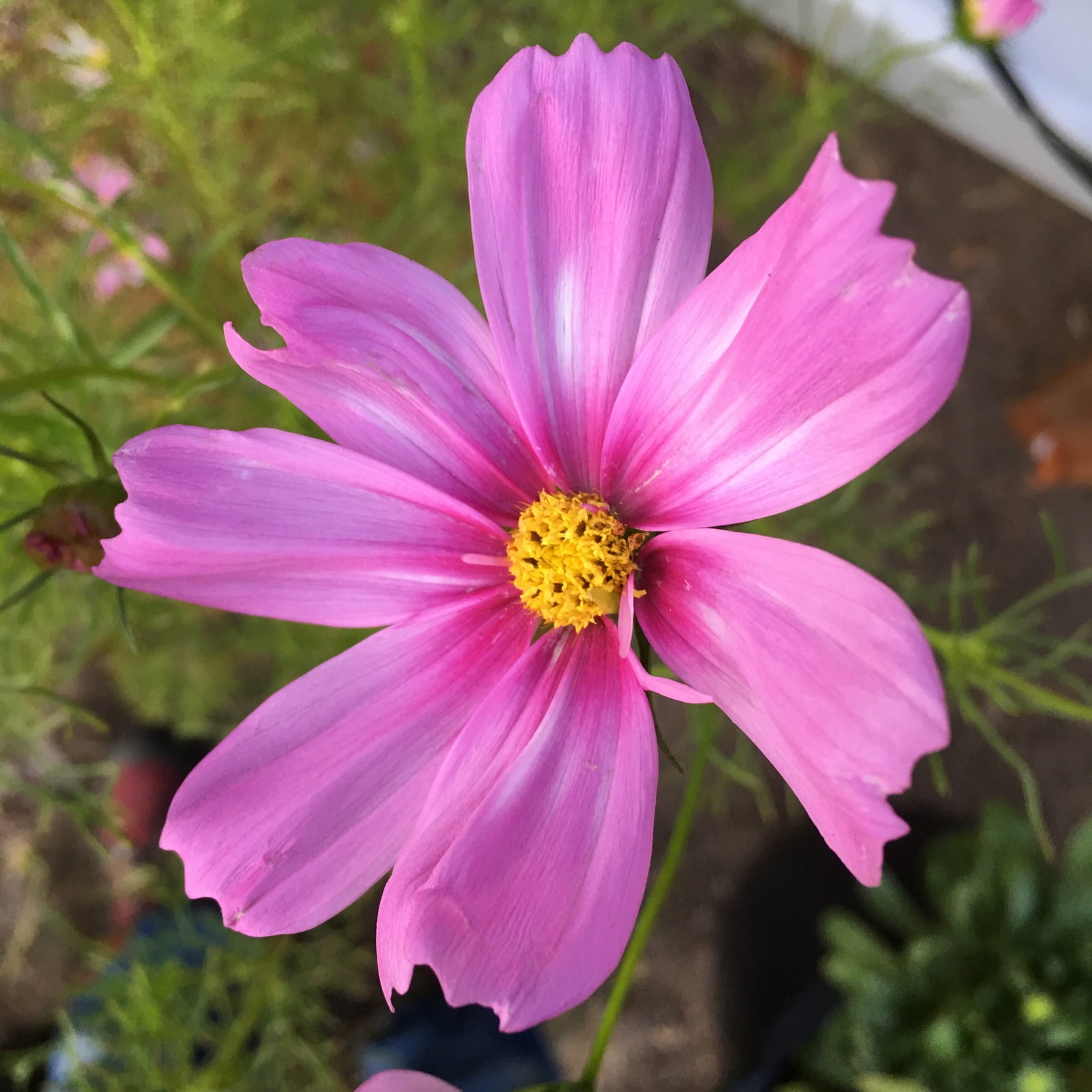 800 COSMOS BIPINNATUS Seeds (Gloria Cosmos) | NON-GMO | Free shipping | Fresh