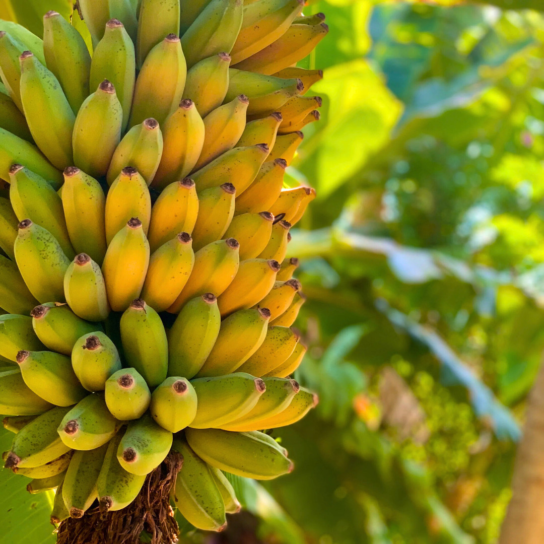 Fresh Sweet Golden Banana Seeds | 10 Seeds | Heirloom Non-GMO | Fruit Seeds