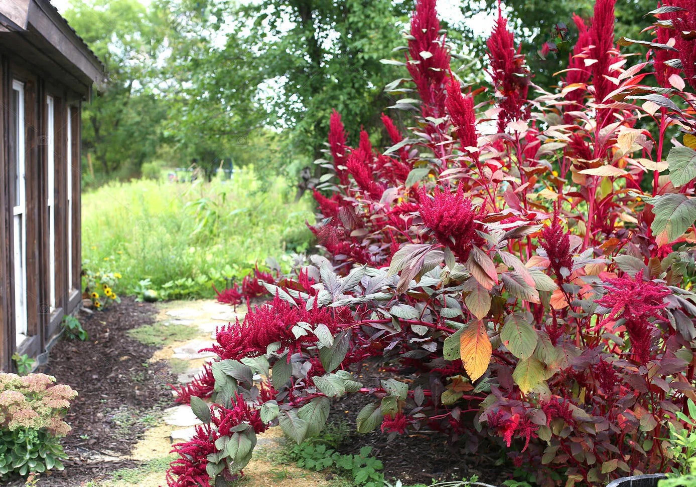 Red Garnet Amaranth Seeds | Pink Maroon Crimson Vegetable Herb Flower Seed 2024