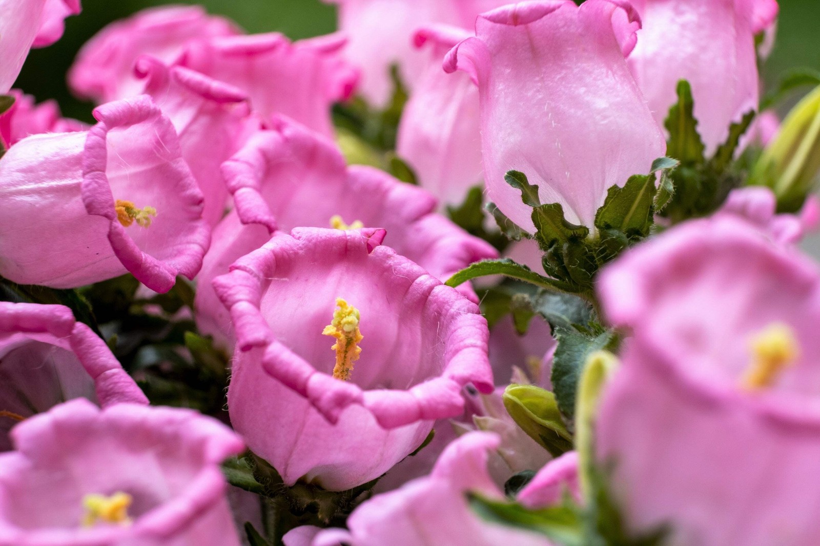 200 ROSE PINK CANTERBURY BELLS – CAMPANULA Medium Flower Seeds *Comb S/H